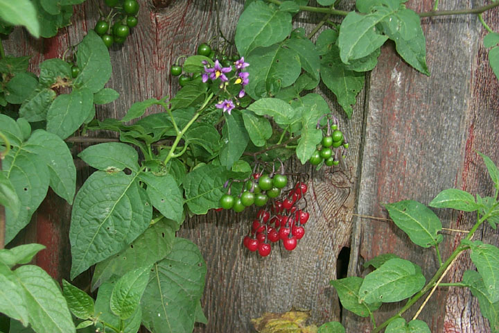  Image name: dulcamara4.jpg 
 width: 720 pixel 
 height: 480 pixel 
 Size: 120444 bytes 
 Click to enlarge 